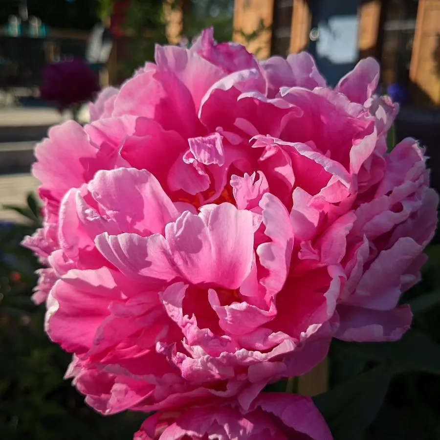 Nettledown Farms Bed & Breakfast Fulford Harbour 0*,  Kanada
